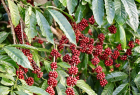 vagreen coffee
